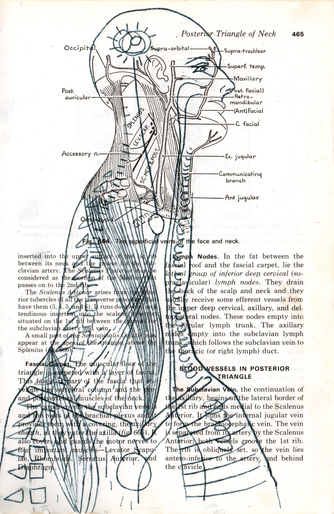 anatomy of feeling 2